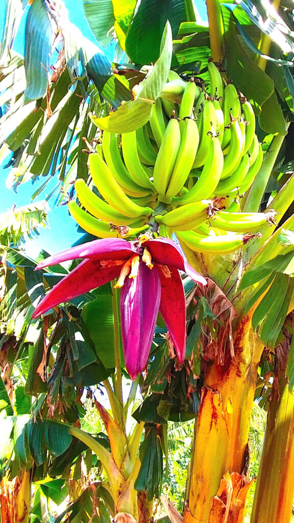 Cuban Bananas